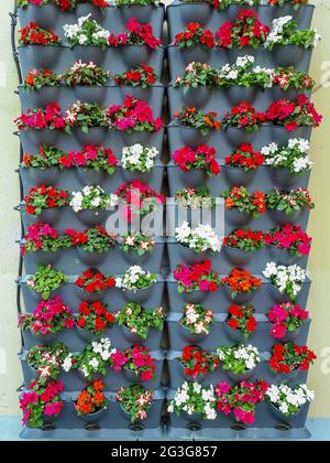 Nahaufnahme einer Wand mit eingetopften Geranienblumen als Dekoration in deutschland Stockfoto