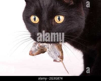 Schwarze Katze mit seiner Beute, eine tote Maus Stockfoto