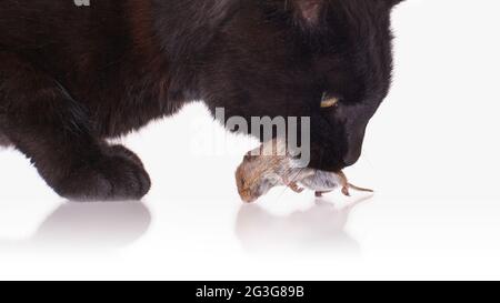 Schwarze Katze mit seiner Beute, eine tote Maus Stockfoto