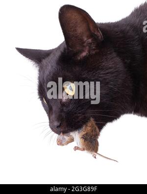 Schwarze Katze mit seiner Beute, eine tote Maus Stockfoto