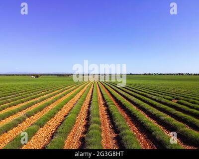 Lavendelfelder. Am frühen Morgen im Frühling. Landschaft in Brihuega, Guadalajara Stockfoto