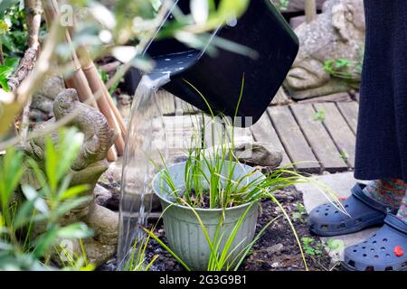 Frau trägt Krokodile Recycling Waschen von Wasser zu Hause aus einem Eimer auf Pflanzen im Garten recyceln Abwasser während der Hitzewelle London Großbritannien KATHY DEWITT Stockfoto