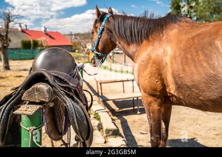 Gesattelte Pferde auf dem Bauernhof vor dem Ausritt Stockfoto