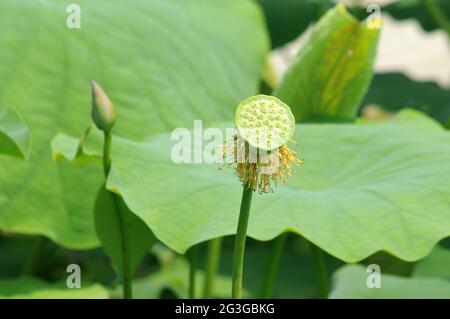 Grüne Lotuskerne mit Blättern Stockfoto