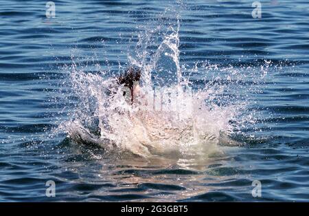 Kiel, Deutschland. Juni 2021. Vier junge Männer springen von einer Schwimmplattform in ein zum Schwimmen gesperrtes Gebiet der Kieler Förde. Auch im Norden beginnt der Sommer heiß. Quelle: Axel Heimken/dpa/Alamy Live News Stockfoto