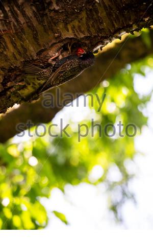 Coburg, Deutschland. Juni 2021. Fütterungszeit in einem Garten in Bayern, während Vögel das warme Sommerwetter und frische Kirschen in einem alten Kirschbaum genießen. Quelle: Clearpix/Alamy Live News Stockfoto