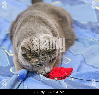 Echte hübsche Erwachsene graue Katze und rotes Spielzeug auf blauem Bett Stockfoto