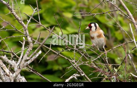 Goldfinch, Arnside, Milnthorpe, Cumbria, Großbritannien Stockfoto