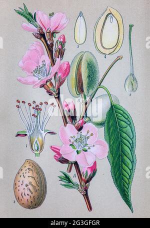 Vintage Almond Obst Papier Kunst Illustration, dekorativ Stockfoto