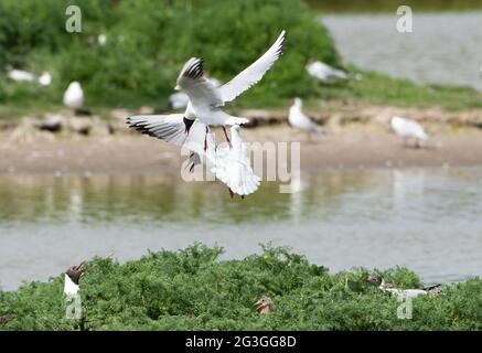 Schwarzkopfmöwen kämpfen in einer Nistkolonie im Leighton Moss Nature Reserve von RSPB, Silverdale, Lancashir, um ihre Nester vor den anderen Möwen zu schützen Stockfoto