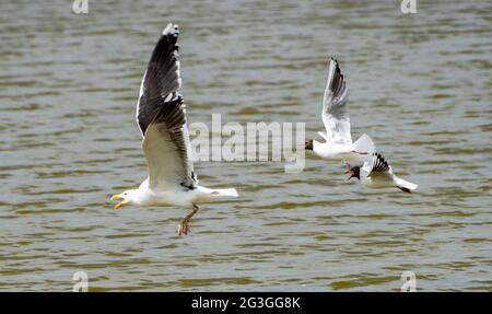 Schwarzkopfmöwen sehen im Leighton Moss Nature Reserve von RSPB, Silverdale, Lancashire, eine Herringmöwe, nachdem sie über ihren Nistplatz geflogen sind. Stockfoto