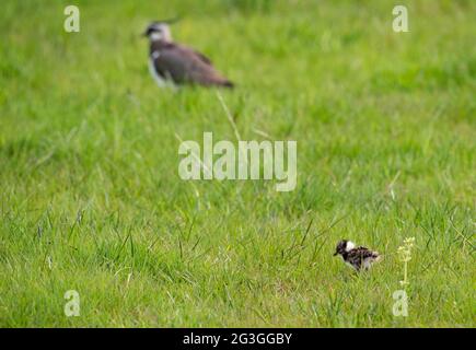 Ein Kiebitz-Küken, Chipping, Preston, Lancashire, Großbritannien. Stockfoto