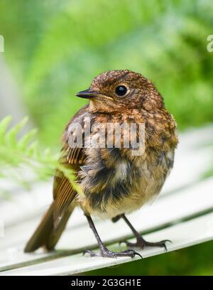 Jungtier flügge Europäischer Robin (Erithacus rubecula) auf Stuhl im Garten - Großbritannien Stockfoto