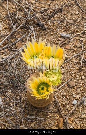 Blühender Texas-Regenbogenkaktus, El Solitario Area, Big Bend Ranch State Park, Texas, USA Stockfoto