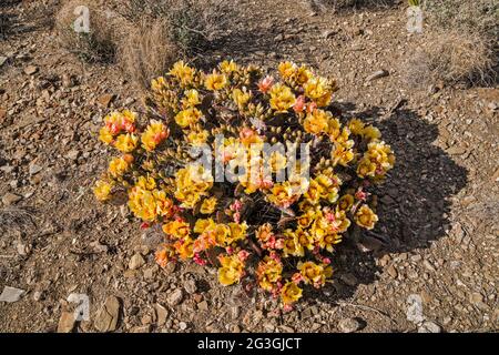 Blühender Kaktus aus Kaktus mit Kaktus, in der Nähe des Campingplatzes McGuirks Tanks, Gebiet El Solitario, Big Bend Ranch State Park, Texas, USA Stockfoto