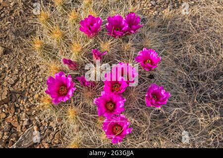 Erdbeer-Kaktus in Blüte, El Solitario Gegend, Big Bend Ranch State Park, Texas, USA Stockfoto