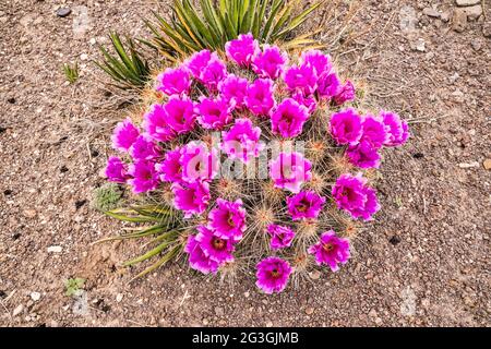 Erdbeer-Kaktus in Blüte, El Solitario Gegend, Big Bend Ranch State Park, Texas, USA Stockfoto