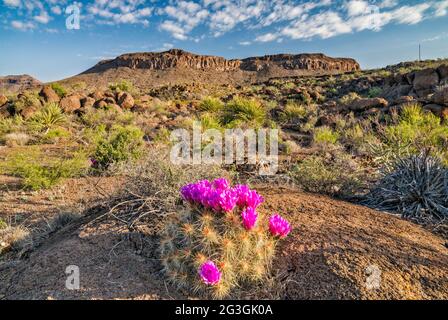 Strawberry Cactus in Bloom, La Mota Mountain, Big Bend Ranch State Park, Texas, USA Stockfoto
