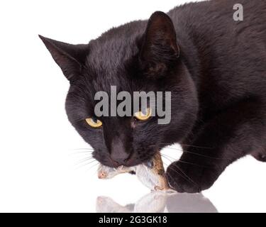 Schwarze Katze mit seiner Beute, eine tote Maus Stockfoto