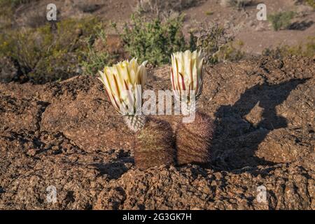 Texas Rainbow Cactus, Campingplatz La Mota, Big Bend Ranch State Park, Texas, USA Stockfoto