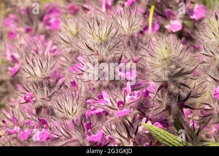 Stachys lavandulifolia Lammohren lila Blume Stockfoto