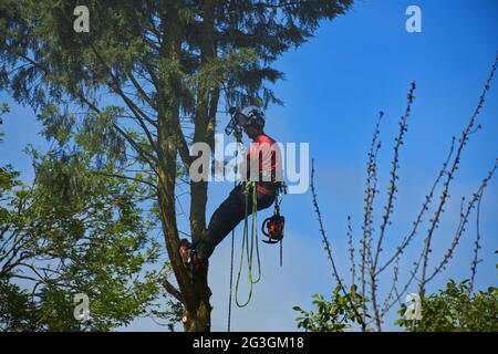 Baumchirurg, der mit einer Kettensäge einen Nadelbaum im Wald bestieg, bevor er einen Baum fällte - Sharnbrook, Bedfordshire, England, Großbritannien Stockfoto