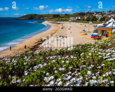 Gyllyngvase Beach Falmouth Cornwall Großbritannien im späten Frühjahr. Strand Mit Blauer Flagge. Gyllyngvase stammt aus dem Cornish Gillen Vas und bedeutet seichte Einlassöffnung. Stockfoto