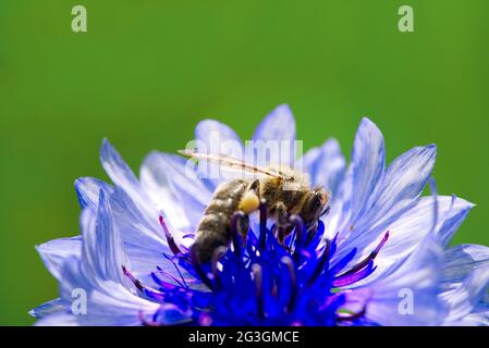 Biene sammelt Pollen aus einer Kornblume. Blaue Kornblume mit Biene, Nahaufnahme auf natürlichem Hintergrund Stockfoto