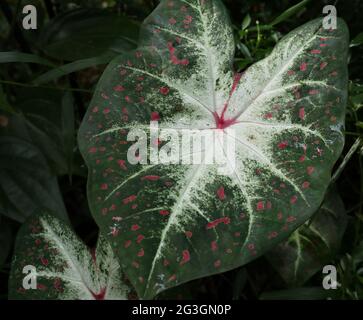Selektiver Fokus auf die Mitte der farbenfrohen Elefantenohrblätter im Garten Stockfoto