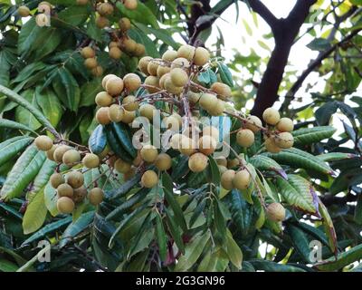 Longanische Obstbäume sind voller longaner Früchte Stockfoto