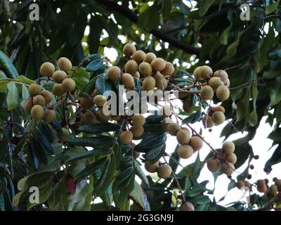 Longanische Obstbäume sind voller longaner Früchte Stockfoto