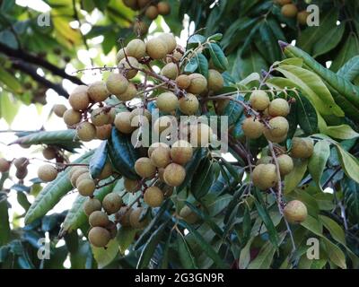 Longanische Obstbäume sind voller longaner Früchte Stockfoto