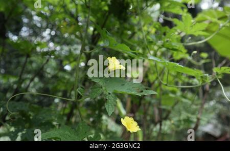 Zwei rote Käfer, die auf einer gelben Bitterkürbis-Blume auf einer bitteren Kürbis-Rebe fressen Stockfoto