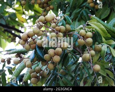 Longanische Obstbäume sind voller longaner Früchte Stockfoto