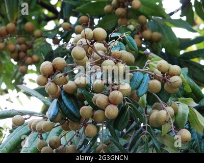 Longanische Obstbäume sind voller longaner Früchte Stockfoto