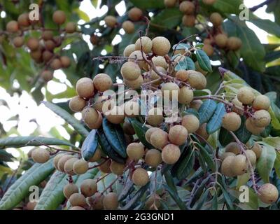Longanische Obstbäume sind voller longaner Früchte Stockfoto