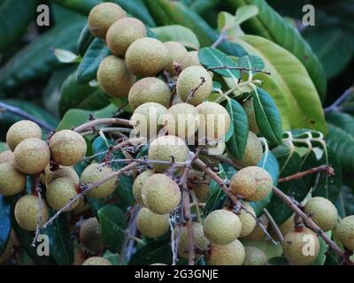 Longanische Obstbäume sind voller longaner Früchte Stockfoto