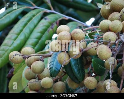 Longanische Obstbäume sind voller longaner Früchte Stockfoto