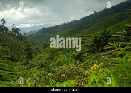 Teekulturen, unter den Hügeln der Cameron Highlands, grüne Landschaften, die von der Hand des Menschen in der Gegend von Tanah Rata, Malaysia verändert wurden Stockfoto