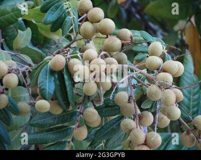 Longanische Obstbäume sind voller longaner Früchte Stockfoto