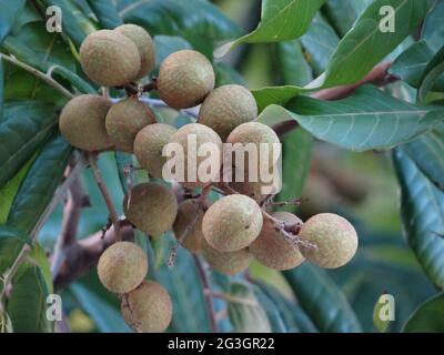 Longanische Obstbäume sind voller longaner Früchte Stockfoto