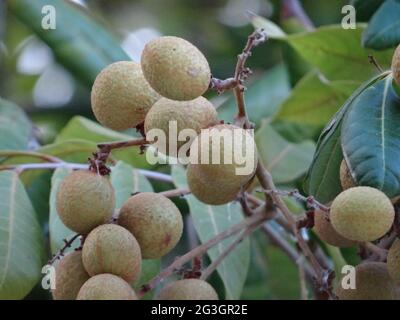 Longanische Obstbäume sind voller longaner Früchte Stockfoto