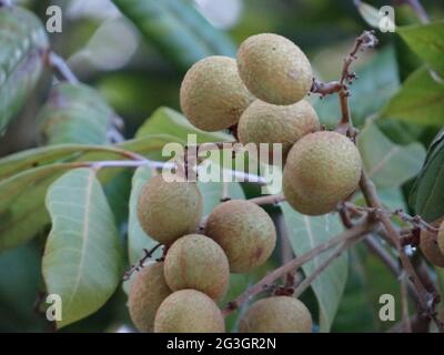 Longanische Obstbäume sind voller longaner Früchte Stockfoto