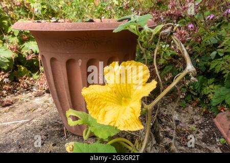 Eine gelbe Blume auf einer Butternut-Kürbispflanze, die in einer Wanne auf einer Gartenterrasse wächst. Stockfoto