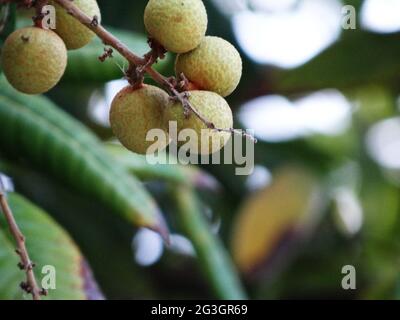 Longanische Obstbäume sind voller longaner Früchte Stockfoto