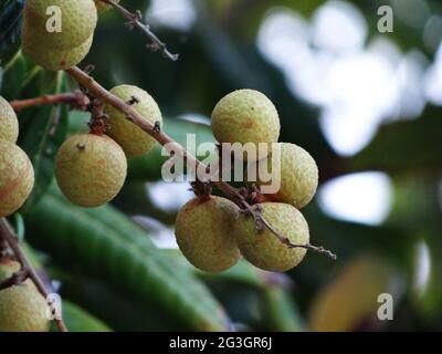 Longanische Obstbäume sind voller longaner Früchte Stockfoto