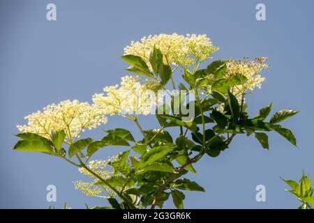 Europäischer Elder Sambucus nigra blüht im juni weiß blühender Strauch Stockfoto