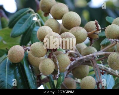 Longanische Obstbäume sind voller longaner Früchte Stockfoto