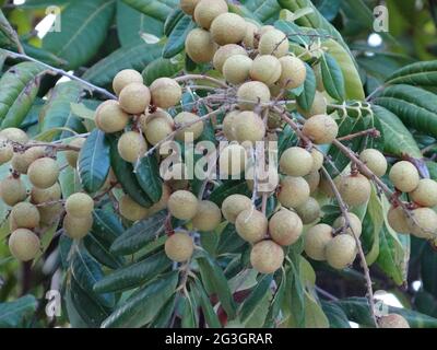 Longanische Obstbäume sind voller longaner Früchte Stockfoto
