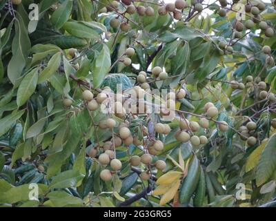 Longanische Obstbäume sind voller longaner Früchte Stockfoto